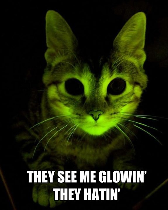 Glowing Cat 2